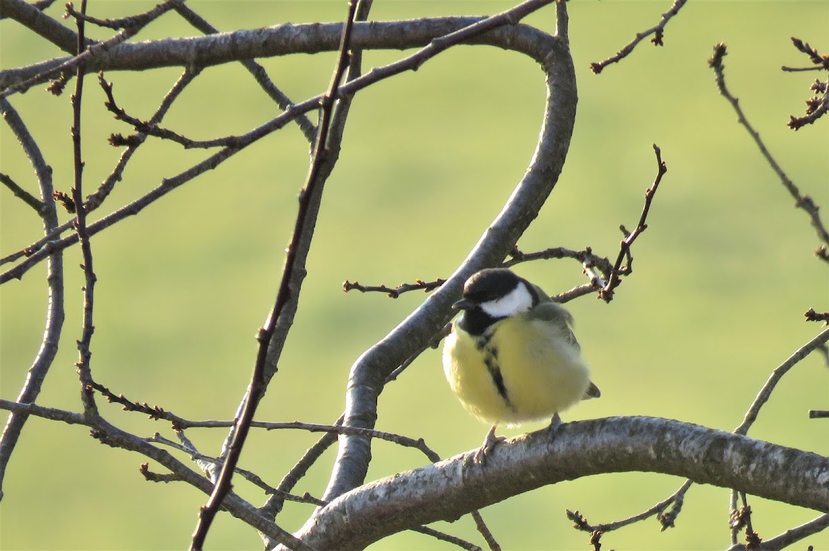 Great Tit