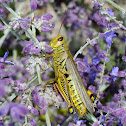 Differential Grasshopper