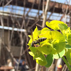 European Paper Wasp (female)