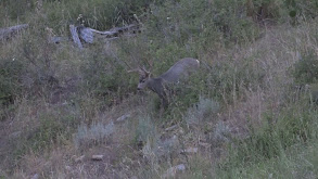 October Texas Whitetails thumbnail