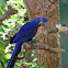 Hyacinth macaw