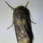 Ipsilon Dart Moth