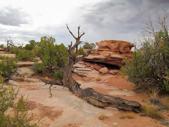 Gnarly, old, dead juniper