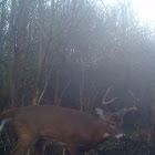 White-tailed deer