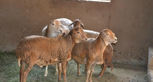 Some of the livestock stolen from Animal Ambulance.