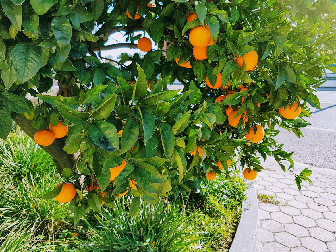 Appelsiininkukka, UNKNOWN PORTUGAL