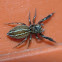 Jumping spider