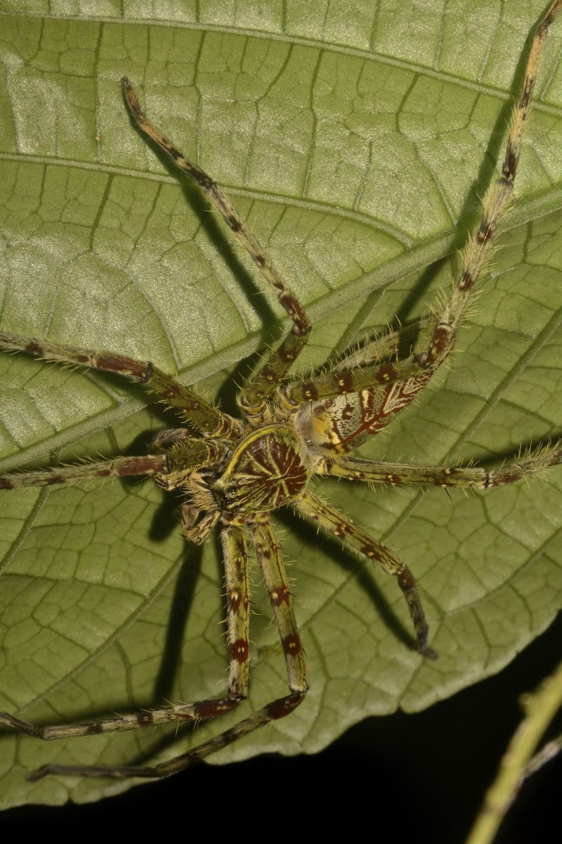 Huntsman Spider