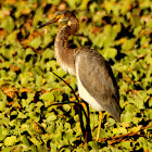 Tricolored Heron