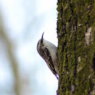 Brown Creeper