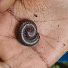 American giant millipede