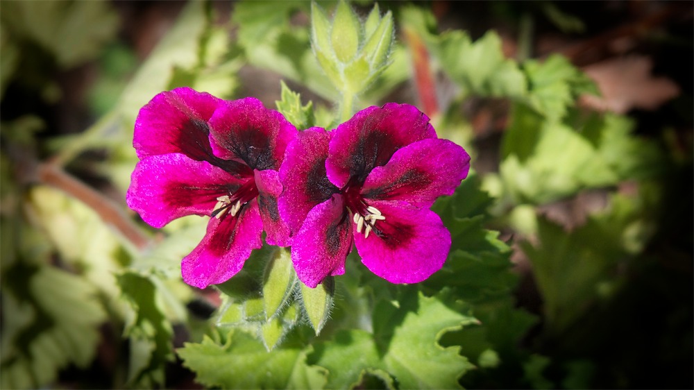 Josie Geraniums 1.jpg