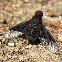 Bee fly