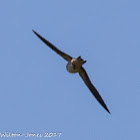 Crag Martin; Avión Roquero