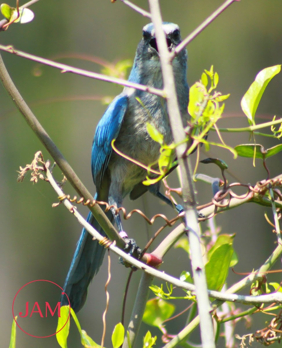 Florida Scrub Jay