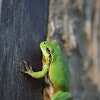 European tree frog.  Gatalinka.