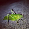 Katydid