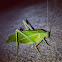 Katydid