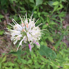 Wild bergamot