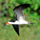 Talha-mar (Black Skimmer)