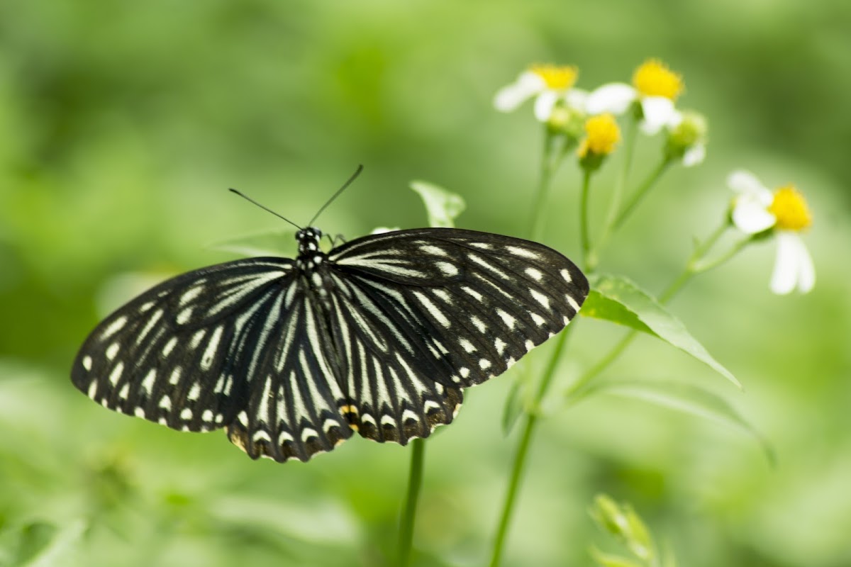 Common Mime