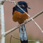 White-rumped Shama