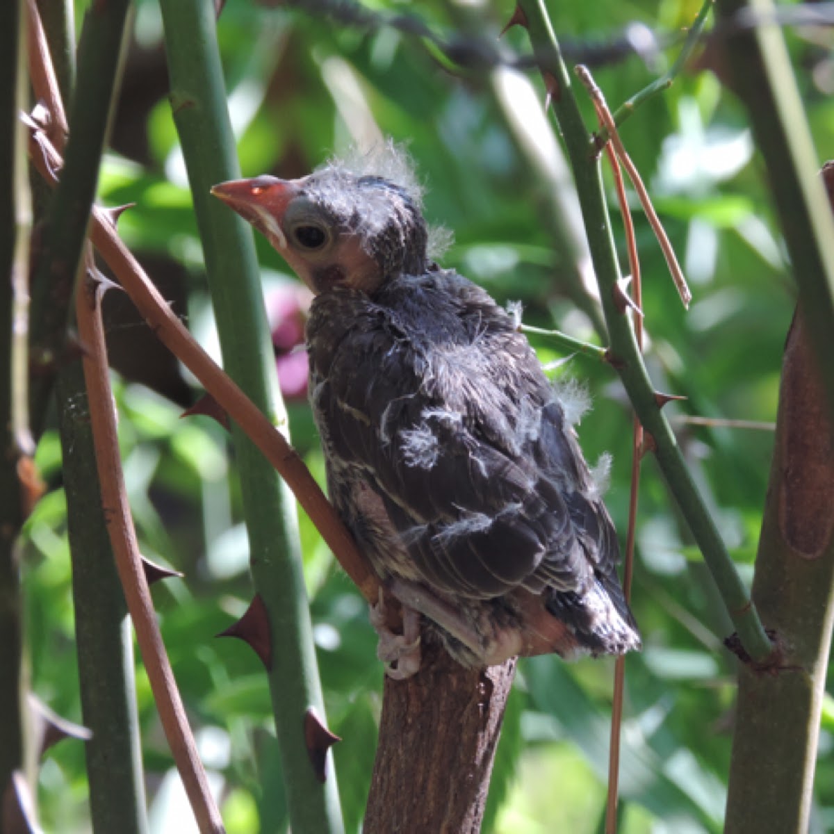 Baby Northern Cardinal