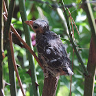 Baby Northern Cardinal