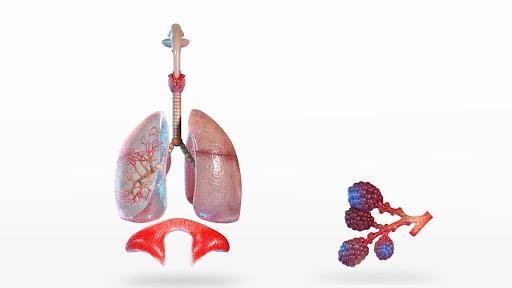 免費下載教育APP|Human Lungs 3D app開箱文|APP開箱王