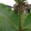 Milkweed