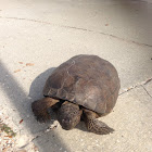 Gopher tortoise