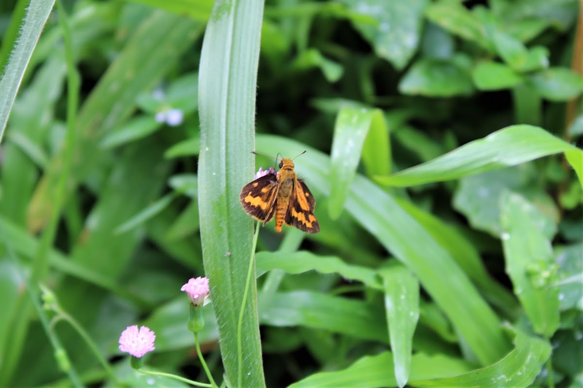 Tropic Dart