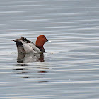 Pochard