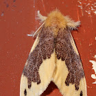 Moth