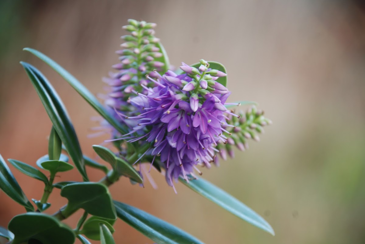 Purple flowering hebe