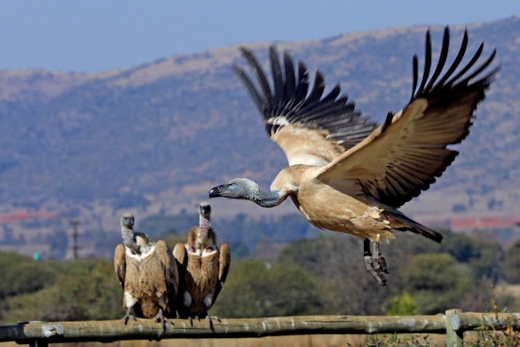 A Cape vulture flying in Rietfontein near Hartbeespoort at the Vulpro rehabilitation centre.