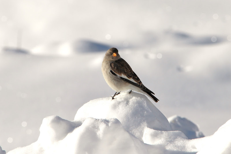 Passero solitario di Rosaria_Scrofani