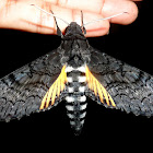 Moth