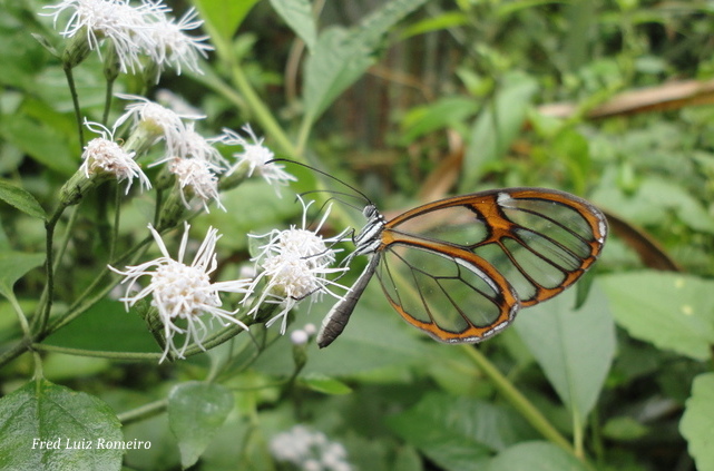 Glasswing butterfly