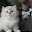 Cute Kitty theme Pink Bow Kitty Wallpaper Download on Windows