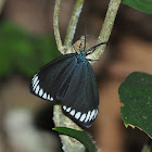 Zygaenid Moth