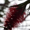 Bottlebrush tree