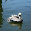 Brown pelican