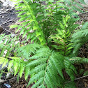 Fern