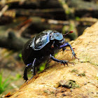 Forest dung beetle