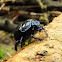 Forest dung beetle