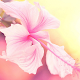 Download Pink New HD Wallpapers For PC Windows and Mac 1.0