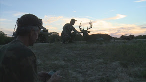 Whitetails In The Pines thumbnail