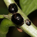 Black Bean Bug