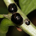 Black Bean Bug